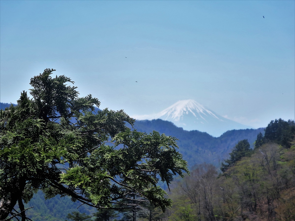 鶏冠神社からの富士.jpg